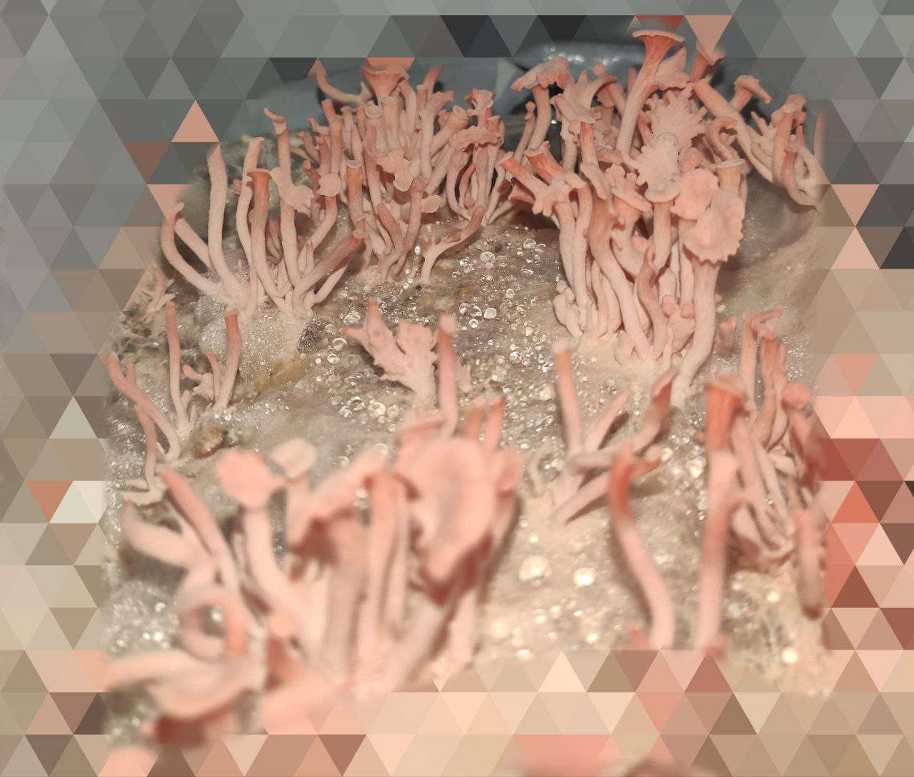 Red oyster mushrooms growing in cultivation chamber