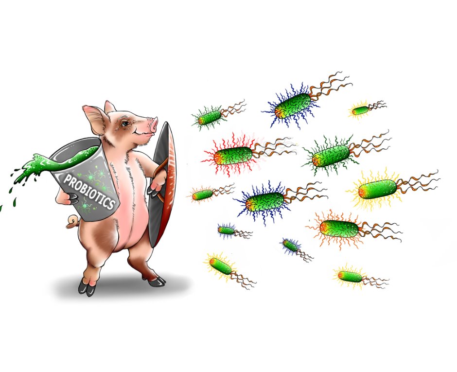Probiotics Pig